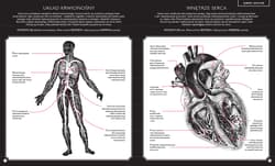 Galeria - zdjęcie nr. 4 - Gabinet anatomii