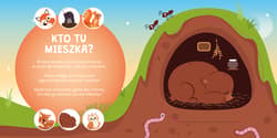 Galeria - zdjęcie nr. 3 - Gdzie się sowa do snu chowa? Kto mieszka w lesie