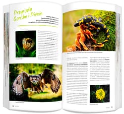 Galeria - zdjęcie nr. 3 - Gorce i Pieniny zestaw przewodnikowy 2w1 light 2024