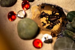 Galeria - zdjęcie nr. 3 - Gra Diamenty