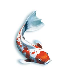 Galeria - zdjęcie nr. 5 - Gra Koi edycja polska