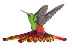 Galeria - zdjęcie nr. 5 - Gra Na skrzydłach Ptaki Ameryk