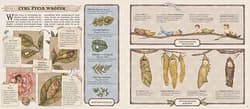 Galeria - zdjęcie nr. 3 - Historia naturalna wróżek