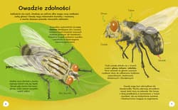 Galeria - zdjęcie nr. 2 - Ile kropek ma biedronka Wiem wszystko o owadach.