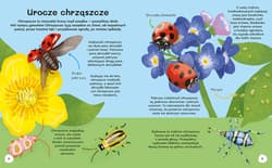 Galeria - zdjęcie nr. 3 - Ile kropek ma biedronka Wiem wszystko o owadach.