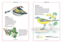 Galeria - zdjęcie nr. 3 - Ilustrowany inwentarz ptaków