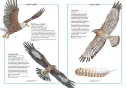 Galeria - zdjęcie nr. 4 - Ilustrowany inwentarz ptaków