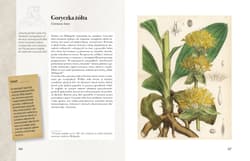 Galeria - zdjęcie nr. 2 - Ilustrowany zielnik Hildegardy z Bingen