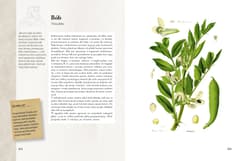 Galeria - zdjęcie nr. 4 - Ilustrowany zielnik Hildegardy z Bingen