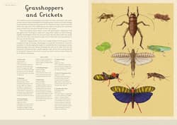 Galeria - zdjęcie nr. 2 - Insectarium