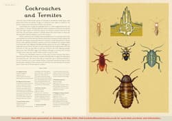 Galeria - zdjęcie nr. 3 - Insectarium