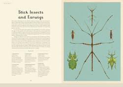 Galeria - zdjęcie nr. 4 - Insectarium