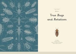 Galeria - zdjęcie nr. 5 - Insectarium