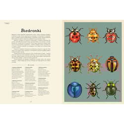 Galeria - zdjęcie nr. 2 - Insektarium. Muzeum Owadów. W Muzeum