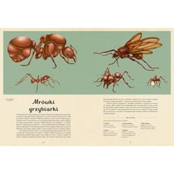 Galeria - zdjęcie nr. 3 - Insektarium. Muzeum Owadów. W Muzeum