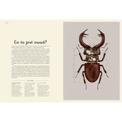 Galeria - zdjęcie nr. 4 - Insektarium. Muzeum Owadów. W Muzeum