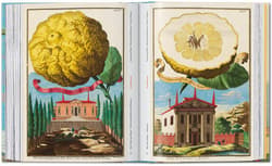 Galeria - zdjęcie nr. 2 - J. C. Volkamer. The Book of Citrus Fruits. 45th Ed.