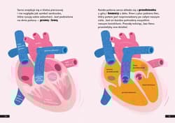 Galeria - zdjęcie nr. 4 - Jak działa człowiek?