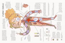 Galeria - zdjęcie nr. 5 - Jak to działa? Ciało człowieka