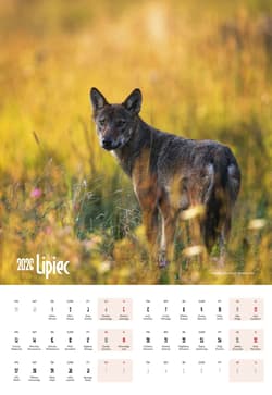 Galeria - zdjęcie nr. 2 - Kalendarz 2026 Bieszczady