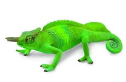 Kameleon górski