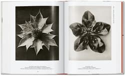 Galeria - zdjęcie nr. 3 - Karl Blossfeldt. The Complete Published Work. 40th Ed. wer. angielska