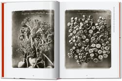 Galeria - zdjęcie nr. 4 - Karl Blossfeldt. The Complete Published Work. 40th Ed. wer. angielska