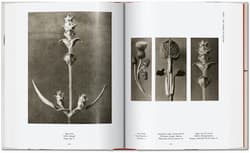 Galeria - zdjęcie nr. 5 - Karl Blossfeldt. The Complete Published Work. 40th Ed. wer. angielska