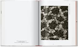 Galeria - zdjęcie nr. 4 - Karl Blossfeldt. The Complete Published Work. 40th Ed. wer. angielska
