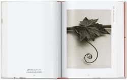 Galeria - zdjęcie nr. 3 - Karl Blossfeldt. The Complete Published Work. 40th Ed. wer. angielska