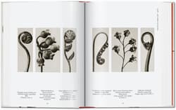 Galeria - zdjęcie nr. 2 - Karl Blossfeldt. The Complete Published Work. 40th Ed. wer. angielska