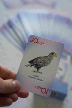 Galeria - zdjęcie nr. 2 - Karty do gry Ptaki