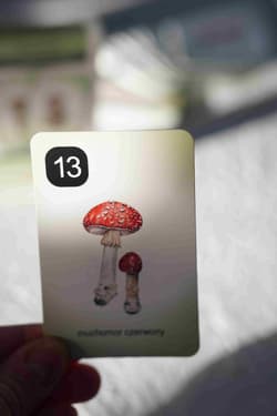 Galeria - zdjęcie nr. 3 - Karty Piotruś Przyroda w lesie