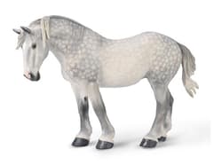 Klacz percheron siwa jabłkowita