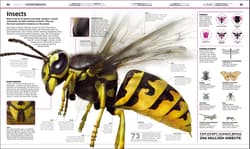 Galeria - zdjęcie nr. 5 - Knowledge Encyclopedia. The World as You've Never Seen it Before wer. angielska
