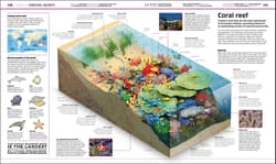 Galeria - zdjęcie nr. 3 - Knowledge Encyclopedia. The World as You've Never Seen it Before wer. angielska