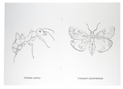 Galeria - zdjęcie nr. 2 - Kolorowanka Owady