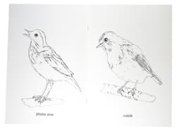 Galeria - zdjęcie nr. 2 - Kolorowanka Ptaki