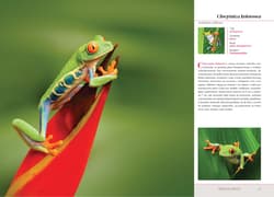 Galeria - zdjęcie nr. 2 - Królestwo zwierząt