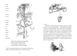 Galeria - zdjęcie nr. 2 - Kubuś Puchatek