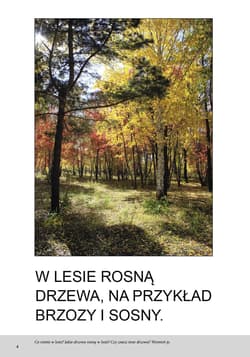 Galeria - zdjęcie nr. 5 - Las Bardzo proste czytanki