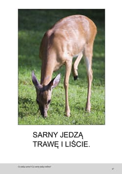 Galeria - zdjęcie nr. 2 - Las Bardzo proste czytanki
