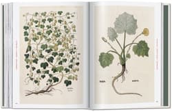 Galeria - zdjęcie nr. 5 - Leonhart Fuchs. The New Herbal