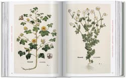 Galeria - zdjęcie nr. 3 - Leonhart Fuchs. The New Herbal