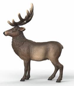 Łoś