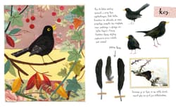 Galeria - zdjęcie nr. 4 - Mały atlas ptaków Ewy i Pawła Pawlaków