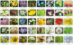 Galeria - zdjęcie nr. 2 - Memory - Flora Polski