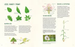 Galeria - zdjęcie nr. 2 - Mój pierwszy zielnik. Zbieram kwiaty, liście i trawy