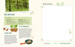 Galeria - zdjęcie nr. 3 - Mój pierwszy zielnik. Zbieram kwiaty, liście i trawy