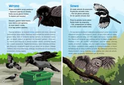 Galeria - zdjęcie nr. 4 - Moja przyroda. Odgłosy zwierząt